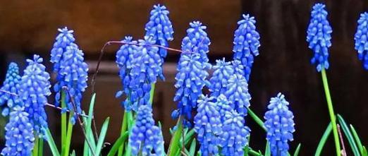 风信子的花语是什么？如何正确解读风信子的含义？