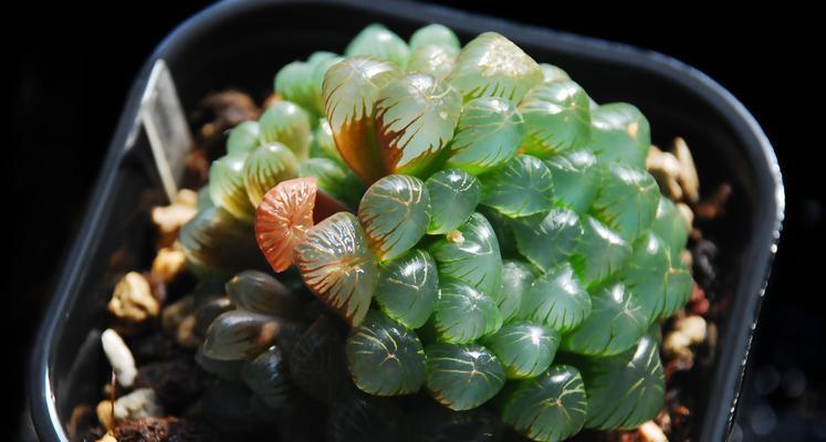 姬玉露开花是真的吗？颜色和形态有何特点？