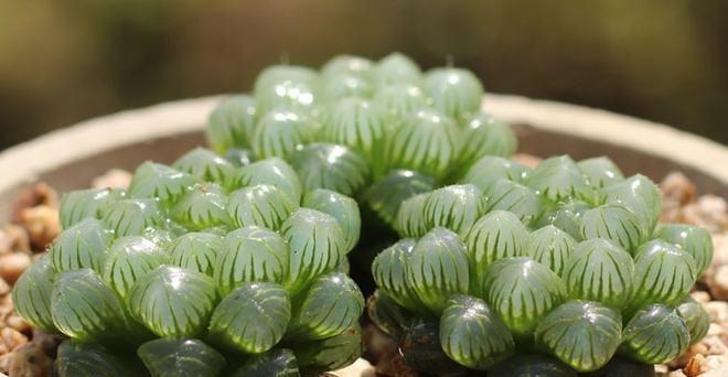 姬玉露开花是真的吗？颜色和形态有何特点？