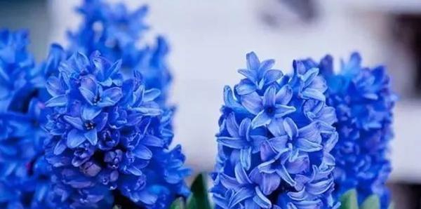 风信子的颜色花语是什么？不同颜色的风信子代表什么意义？