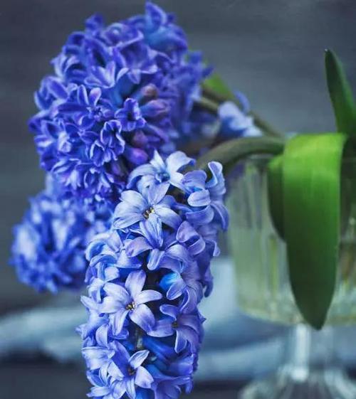 风信子的颜色花语是什么？不同颜色的风信子代表什么意义？
