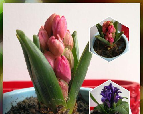 风信子开花代表什么？如何解读风信子的花语含义？
