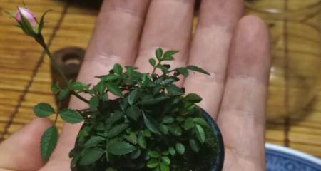 姬月季不开花怎么办？如何解决姬月季不开花的问题？