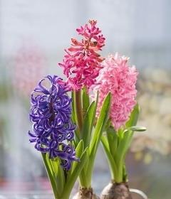 风信子的花语是什么？如何挑选风信子？