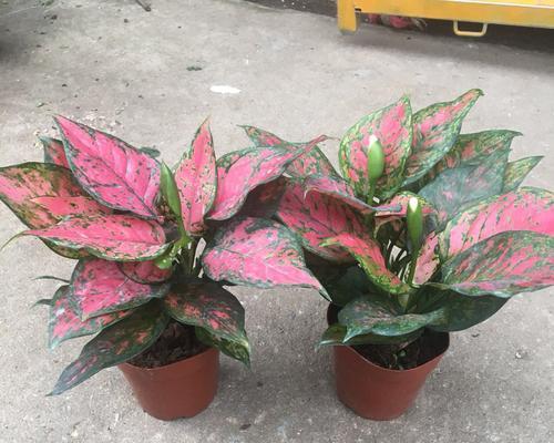 吉利红开花吗？开花时是什么样子的？