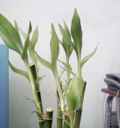 富贵竹的花语有哪些含义？
