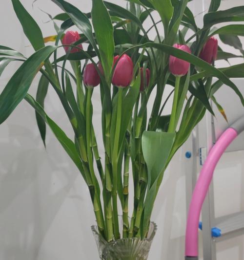 富贵竹的花语有哪些含义？