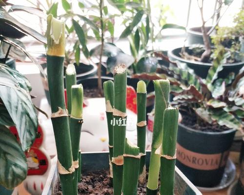 富贵竹开花代表什么？富贵竹开花的寓意是什么？
