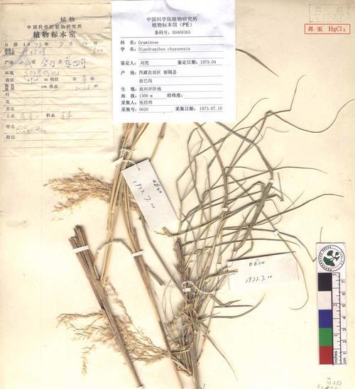 吉禄芒怎么判断成熟度？看颜色还是按压感？
