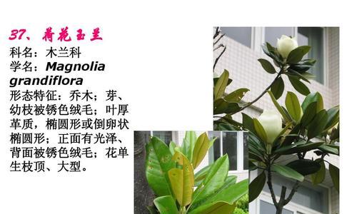 吉禄芒怎么判断成熟度？看颜色还是按压感？