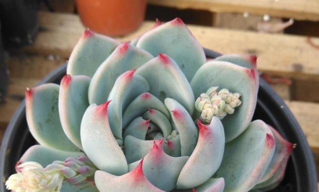 吉娃莲开花后怎么处理？如何确保花朵健康持续？
