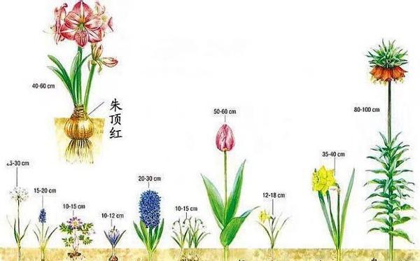 吉娃莲配土方法是什么？种植土壤选择有哪些建议？