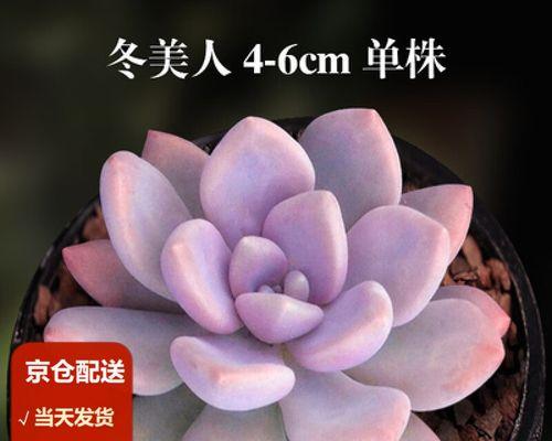 吉娃娃冬天保暖措施是什么？如何确保吉娃娃不被冻伤？