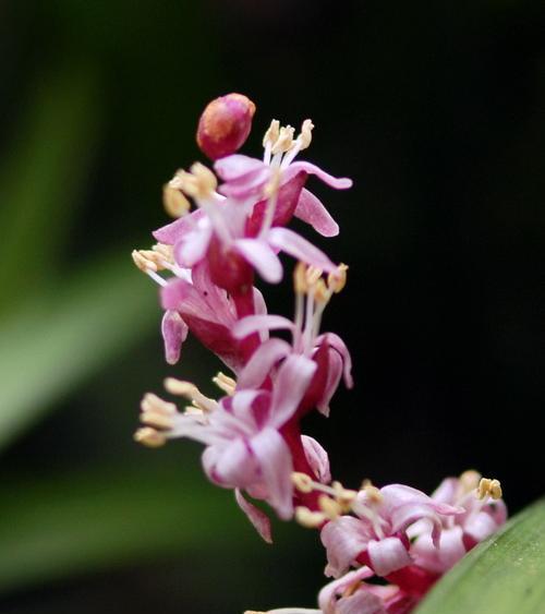 吉祥草什么时候开花？花期持续多久？