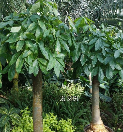 吉祥树怎么养才能更旺盛？有哪些养护技巧？