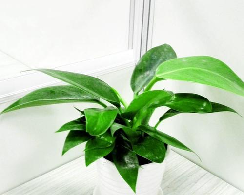 办公室适合哪些盆栽植物？如何选择？