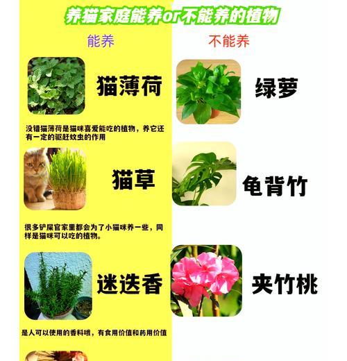 猫咪对哪些植物过敏？如何避免宠物接触有害植物？