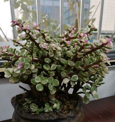 小鸽子放植物需要注意什么？