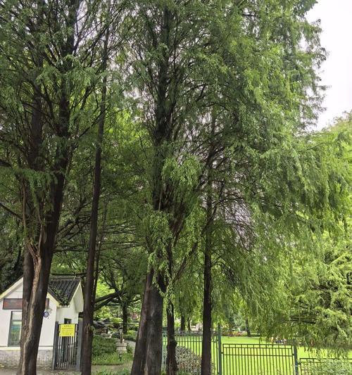 东莞植物园的植物种类有哪些？