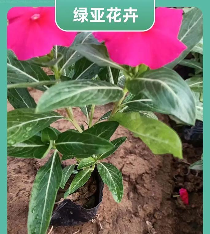 贵州植物盆栽厂家有哪些？如何选择合适的供应商？