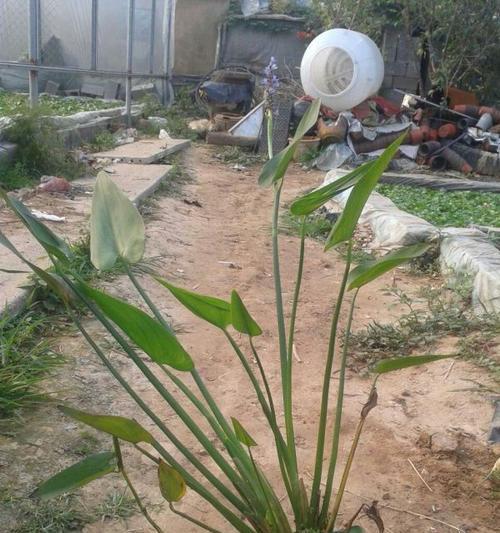 粉黛植物有哪些特性？它在园艺中如何应用？