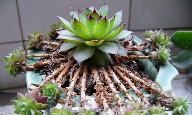花卉钻孔施肥的效果如何？为何要进行钻孔施肥？