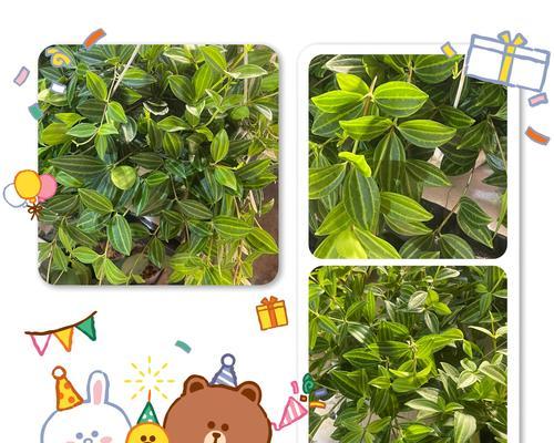 钻石翡翠植物的养护技巧是什么？