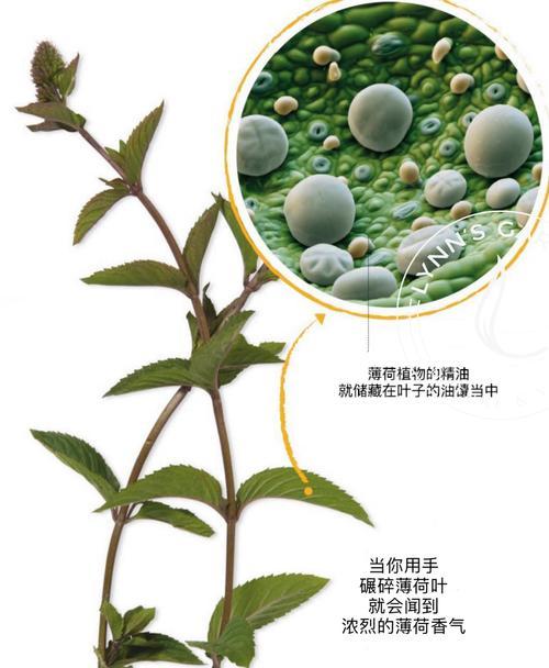 哪些植物可以提取自然精油？它们的用途是什么？