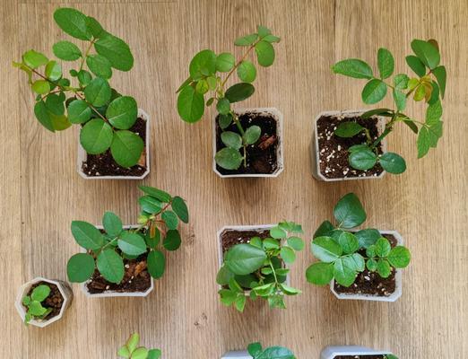 生根水泡植物需要多长时间？最佳使用时长是多少？
