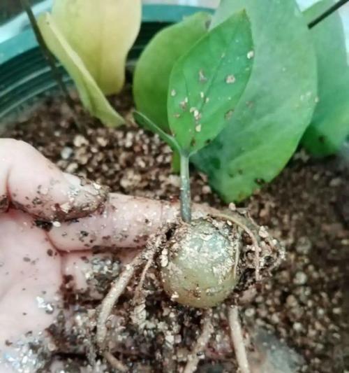 生根水泡植物需要多长时间？最佳使用时长是多少？