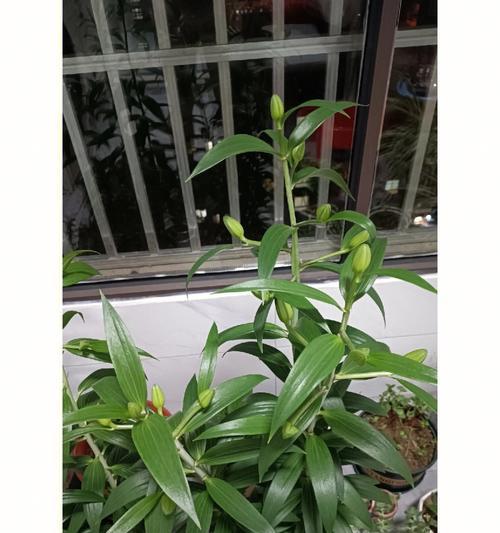 东北百合花球的种植步骤是什么？需要哪些特别注意的点？