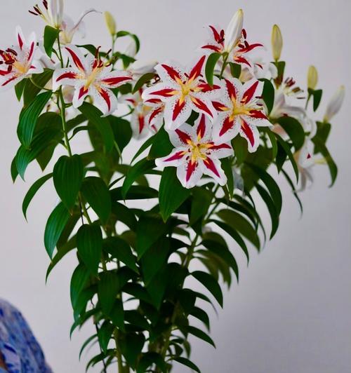 东北百合花球的种植步骤是什么？需要哪些特别注意的点？