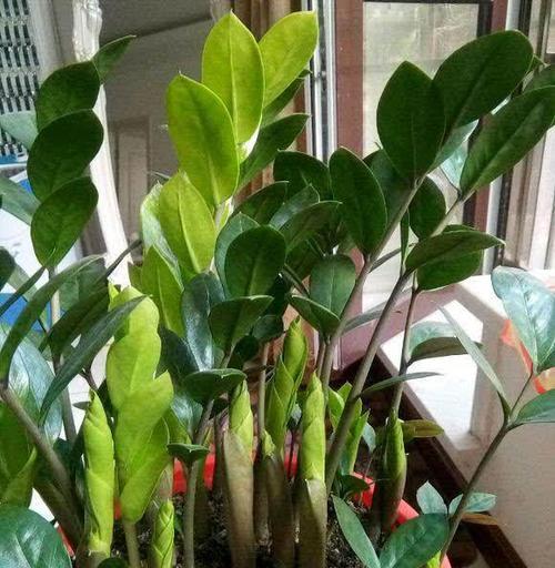 家里养什么植物最招财最旺小植物？有哪些风水讲究？
