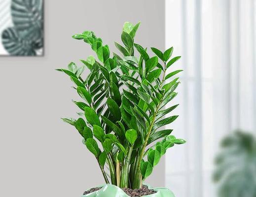 家里养什么植物最招财最旺小植物？有哪些风水讲究？