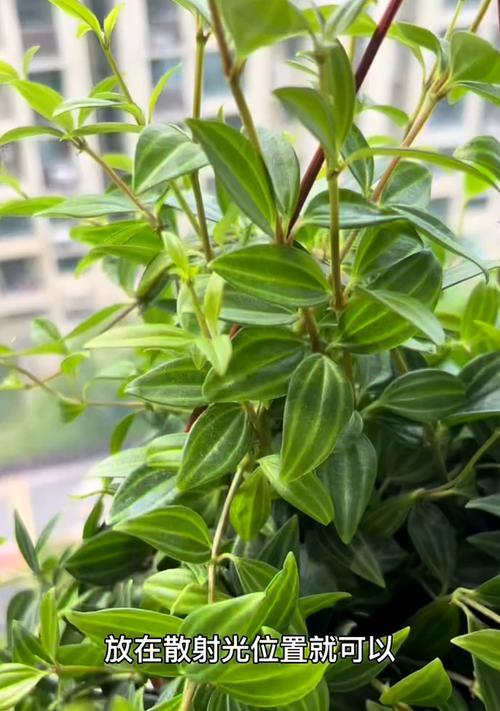 钻石水培植物的养殖技巧是什么？