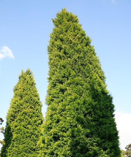 小区绿化常用哪些针叶植物？针叶植物在小区绿化中的作用是什么？