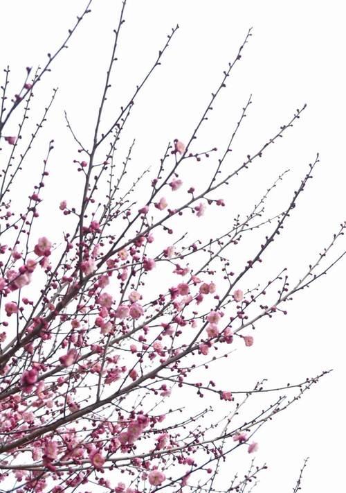 育蕾期长的花卉品种：哪些花卉需要耐心等待？