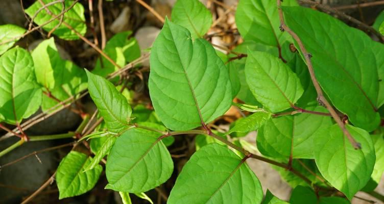 汕尾龟苓膏的原料植物是什么？它有哪些独特的功效？