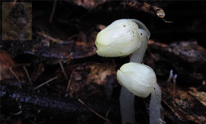 水晶蘑菇植物的养护方法是什么？如何确保其健康成长？
