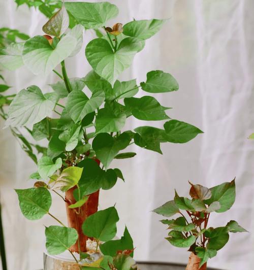 红薯发芽盆栽种植最佳时间是什么时候？如何正确种植？