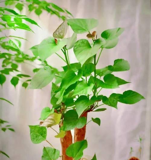 红薯发芽盆栽种植最佳时间是什么时候？如何正确种植？