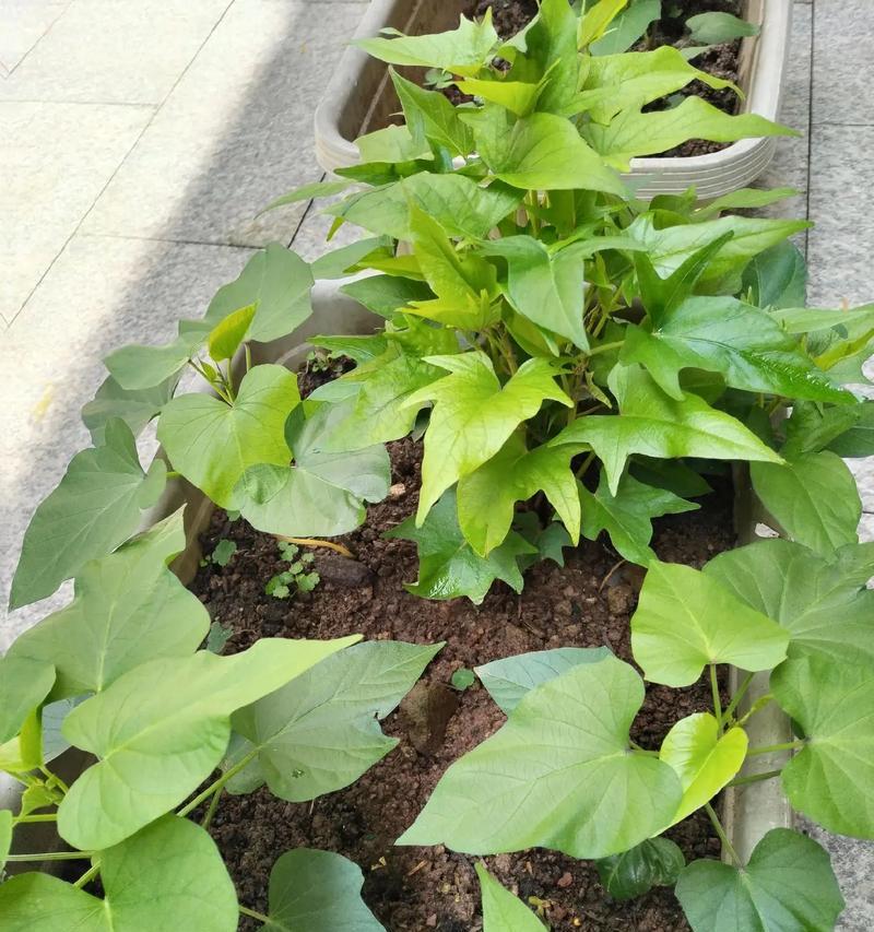 红薯发芽盆栽种植最佳时间是什么时候？如何正确种植？