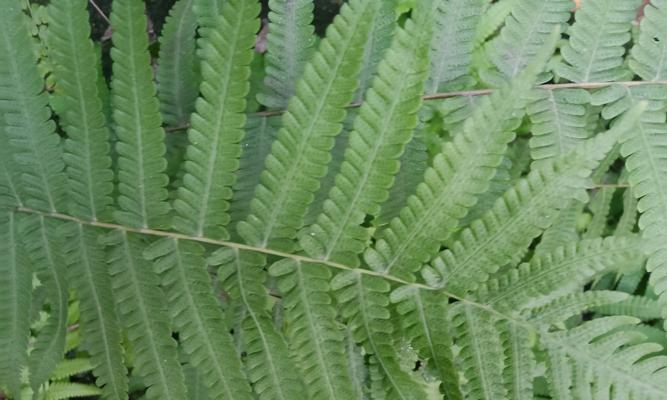 这个不常见的植物是什么种类？它的养护方法有哪些？