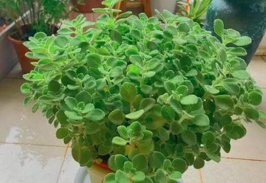 植物的形状有哪些独特之处？它们分别像什么？