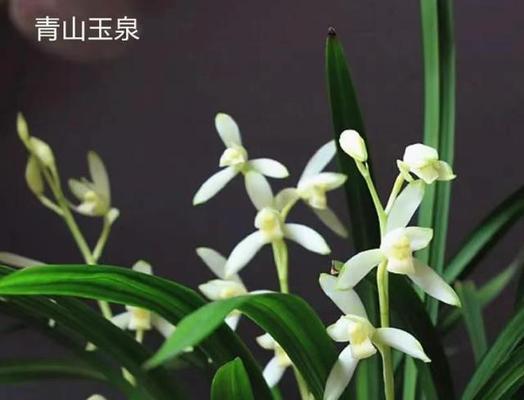 花卉认知的目的有哪些呢？如何提高花卉鉴赏能力？