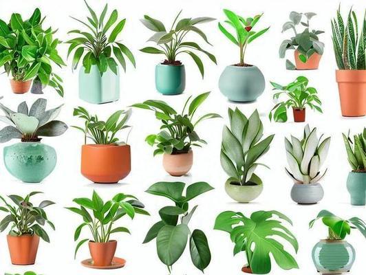 招财聚财养什么植物？这些植物的风水寓意是什么？