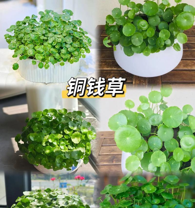 招财聚财养什么植物？这些植物的风水寓意是什么？