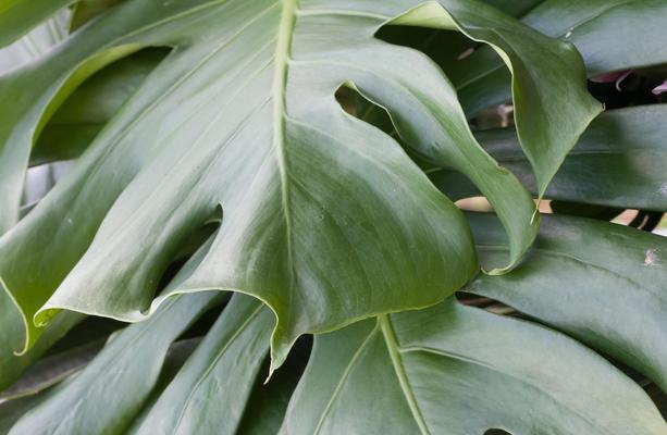 室内适合放置哪些植物？