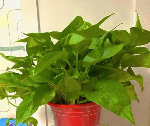 室内适合放置哪些植物？