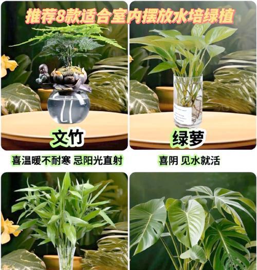 养植物水里放什么好处？水中养植物的技巧有哪些？